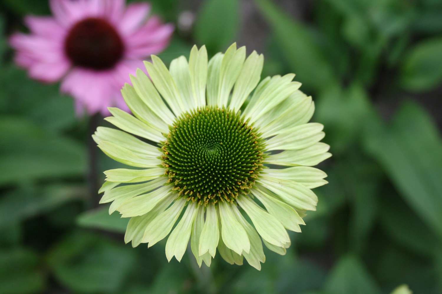 Purpursolhat 'Green Jewel'